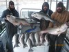 (12/30/2014) - Nice Striped Bass